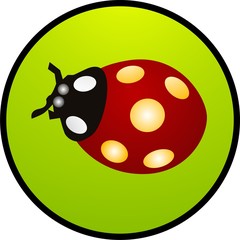 coccinella