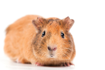 guinea pig
