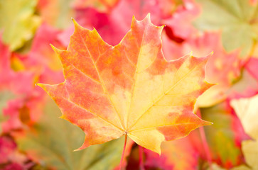 autumn maple leaf