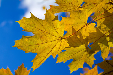 autumn maple leaves