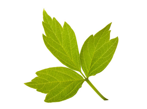 ash-leaved maple leaf
