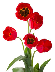 five red tulips bouquet