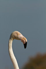 Fototapeta premium Pink flamingo portrait