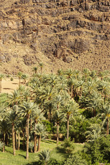 Fototapeta na wymiar palmy w dolinie Dades