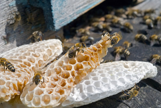 Bees on hive 10