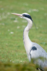 Grey white heron in foliage