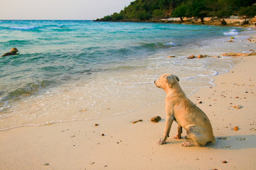 White dog on a white sand beach paradise island
