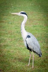 Grey white heron
