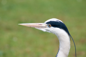White heron