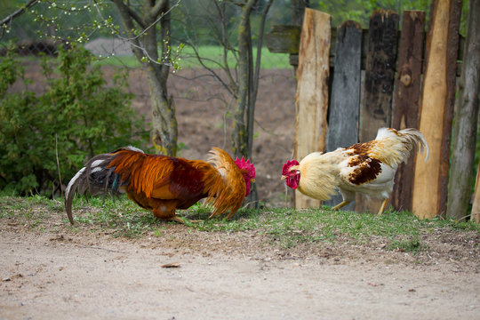two cocks before fighting