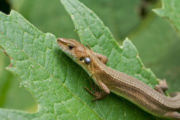 Lizard 11