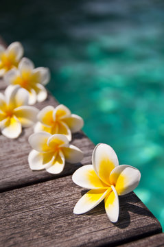 Fleurs de frangipanier au bord d'une piscine