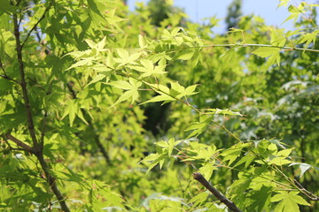 新緑のもみじ
