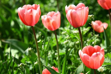 Spring pink tulips on green grass background