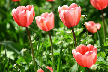Fototapeta premium Spring pink flowers on green grass background