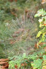 A Spider's Cobweb in a Natural Countryside Setting.
