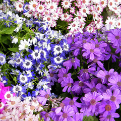 Washington Daisies in garden April 2010