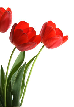 flower of  tulip