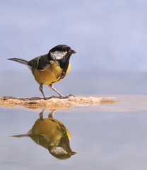 Carbonero comœn en el bebedero.