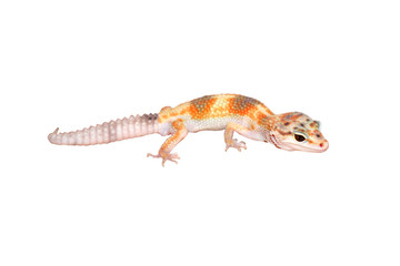 Leopard Gecko