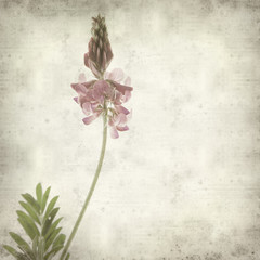 textured old paper background with pink sainfoin