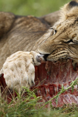 Lion cub with a prey