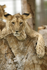 Lion cub resting