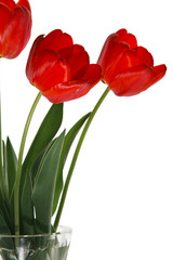 red tulip in vase