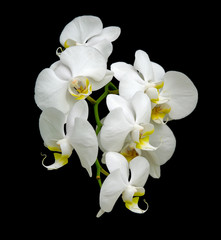 Fototapeta na wymiar White Orchid na czarnym tle