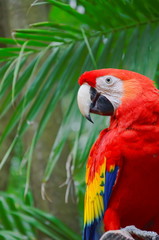 Red Macaw Parrot