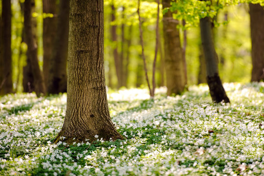 Waldboden im Fr&uuml;hling 3