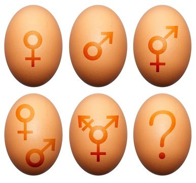 Egg gender