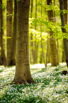 Fototapeta Waldboden im Frühling 4