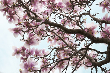 Fototapeta premium magnolia flowers