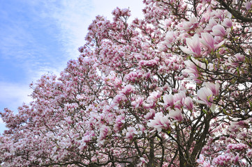 Fototapeta premium magnolia flowers