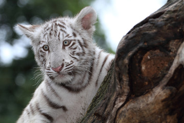 White tiger