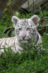Fototapeta na wymiar Biały tygrys w trawie