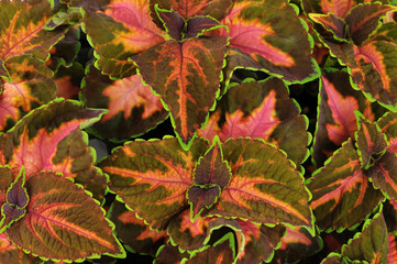 coleus leaves