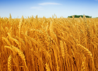 Wheat field against a blue sky