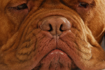 dog nose