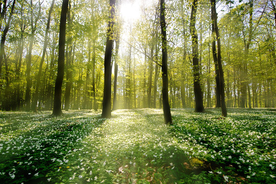 Waldlichtung im Gegenlicht