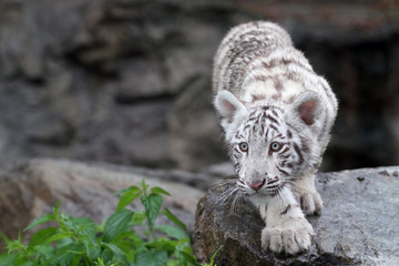 White tiger in the grass