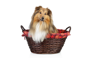 Shetland sheepdog on a white background