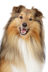 Shetland sheepdog on a white background