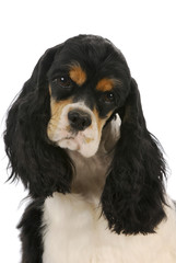 cocker spaniel