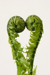 growing fern - 32393840
