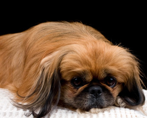 Pekingese