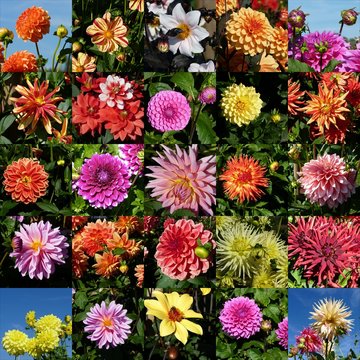 colourful arrangement of flowers