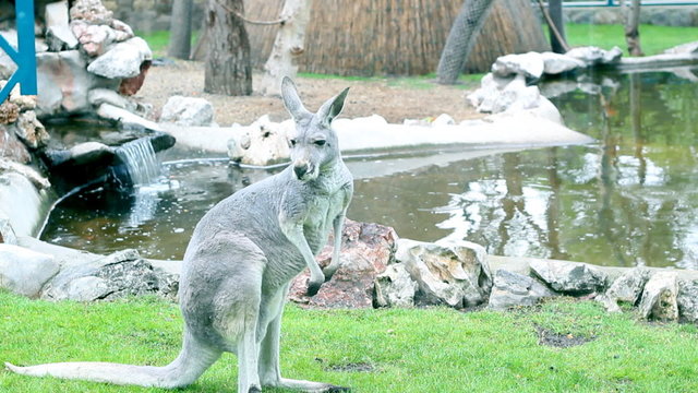 Kangaroo