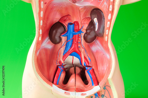 "Model of the human body showing internal organs of the ...